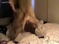 [ Beast XXX ] Fucked doggy style by a real dog